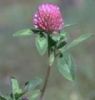 Red Clover Herb Extract
